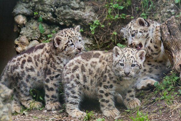 Leopardenkätzchen spielen im Wald