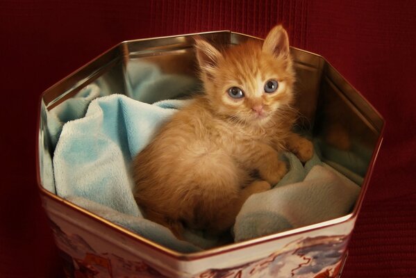 Petit chaton Rousse se trouve dans une boîte