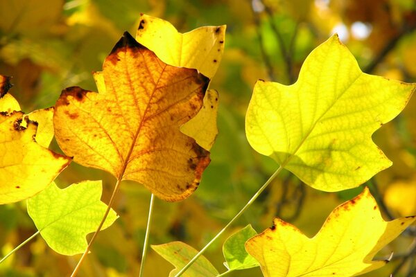 Primer plano de las hojas amarillas de otoño