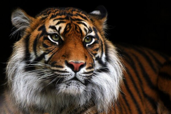 Wild tiger on a black background