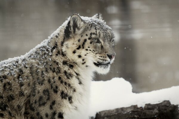 Leopardo selvaggio seduto innevato