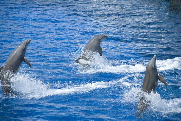 Delfines en el mar. es algo