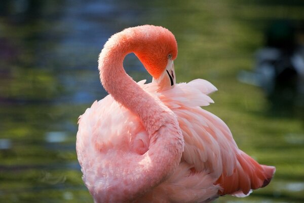 Fenicottero rosa nel mezzo del Lago