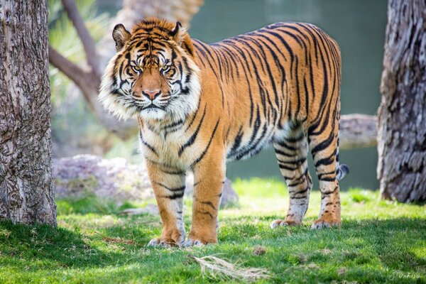 Tigre con espressione divertente del muso