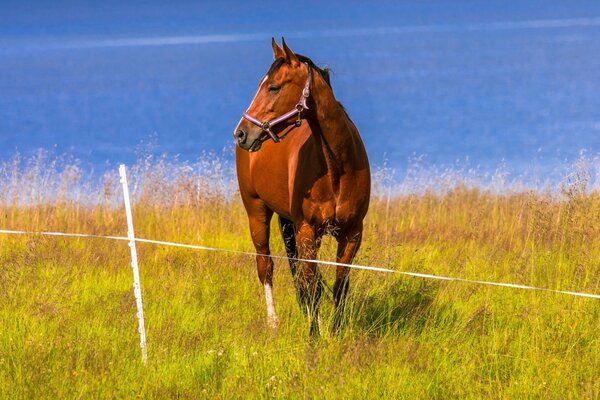 Ein Pferd am Flussufer nisten