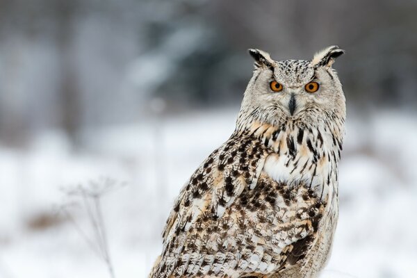 Grand hibou assis sur la neige