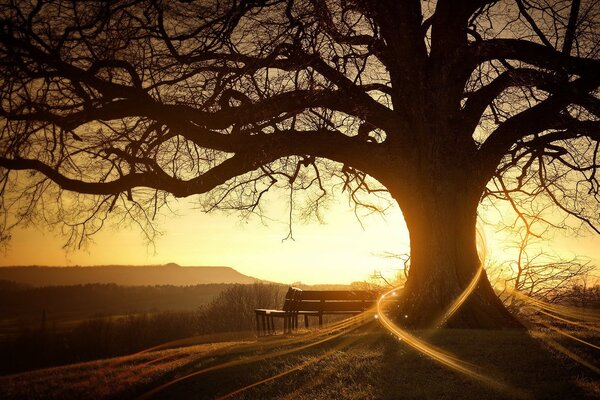 Árbol iluminado por el sol de la mañana