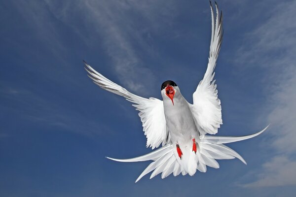 Uccello in volo. Contro il cielo