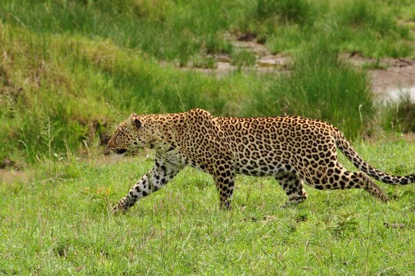 Handsome leopard on the grass