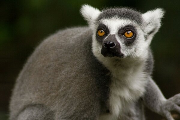 The lemur is watching. Animal lemur