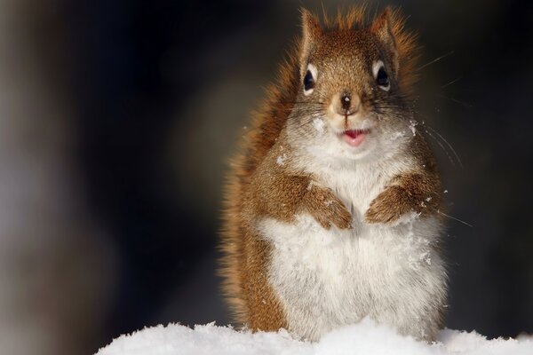 Das Eichhörnchen im Schnee hat etwas bemerkt