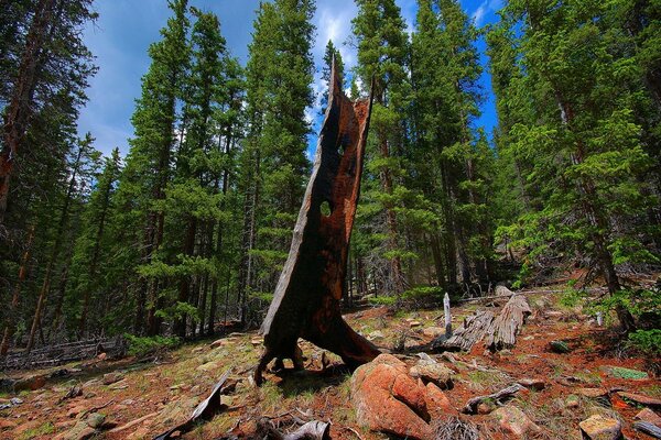 Arbre mort sur les pierres sur fond de forêt