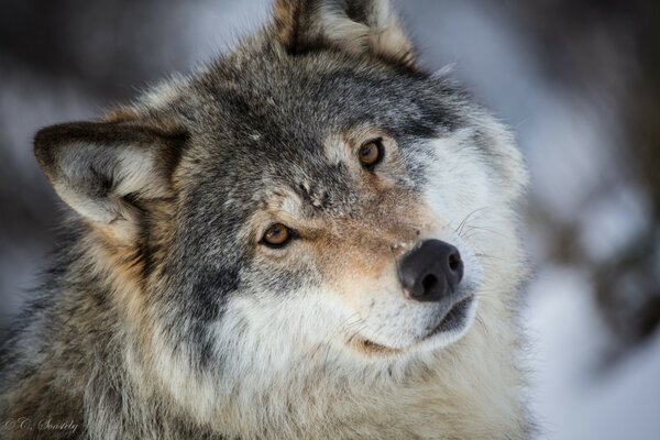 Lupo predatore grigio e grandi denti