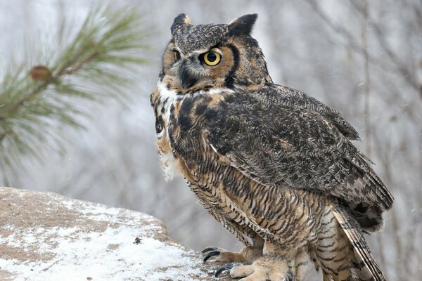 Prédateurs dans la nature, hibou dans toute sa splendeur