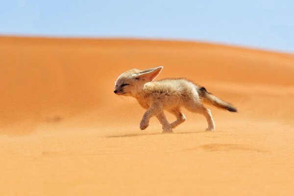 Un piccolo Fenech corre nel deserto