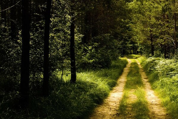 Auf dem Weg entlang des Weges gehen wir in den grünen Wald