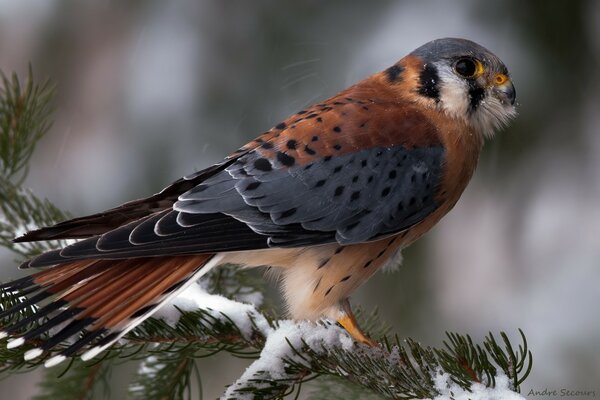 Oiseau en hiver assis sur une branche de conifère