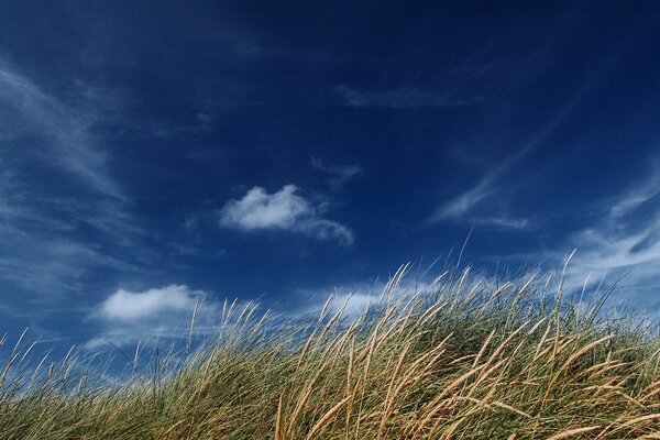 A field of ears. Clear sky