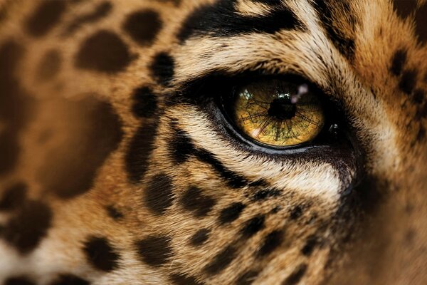 Foto macro dell occhio del leopardo