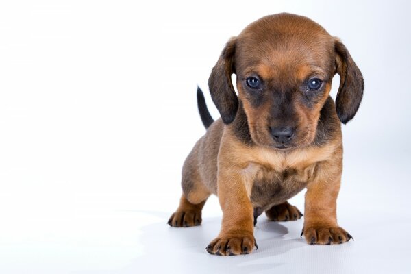 Teckel chiot mignon sur fond blanc