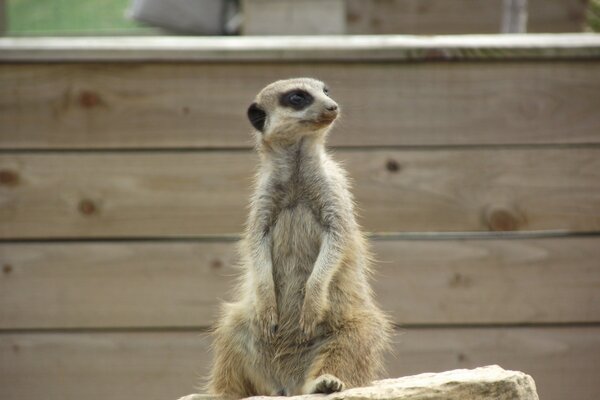 Sur une petite pierre se trouve un Suricate