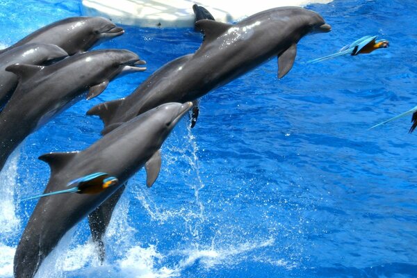 Delfini in mare un intero branco