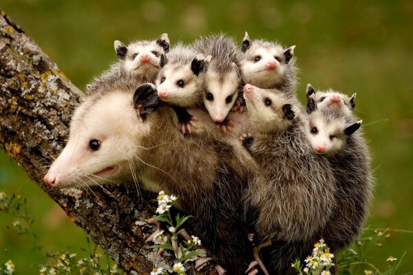 Mutter Opossum und ihre Kinder auf dem Rücken