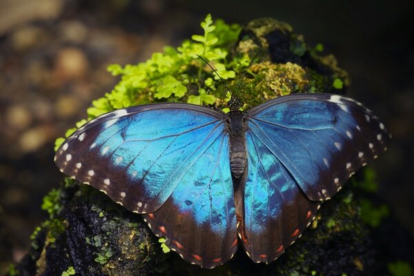 Nahaufnahme eines blauen Schmetterlings