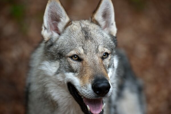 A half-breed dog with a wolf close-up