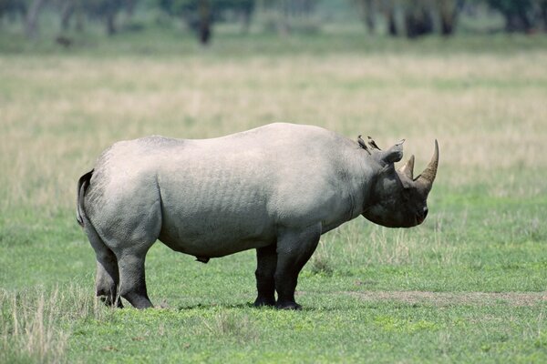 A rhinoceros on a walk. Big animal