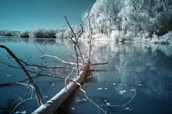 Albero caduto su un lago ghiacciato