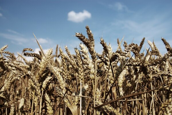 Wheat field on a blue sky background