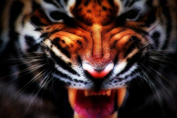 Il sorriso predatore della grande tigre