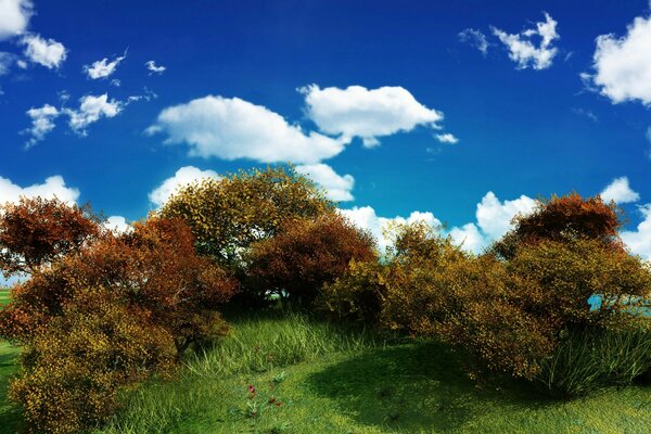 Arbustos contra el cielo azul