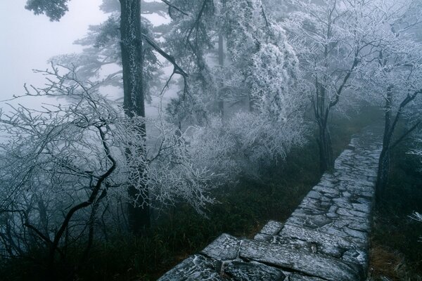 Sentiero roccioso nel mezzo di una foresta innevata