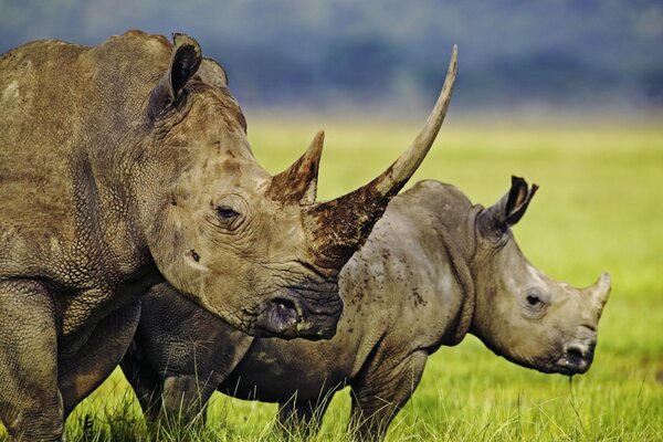 Africa. Savannah. A pair of rhinos