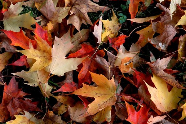 Otoño otoño bueno, vamos a preguntar a las hojas