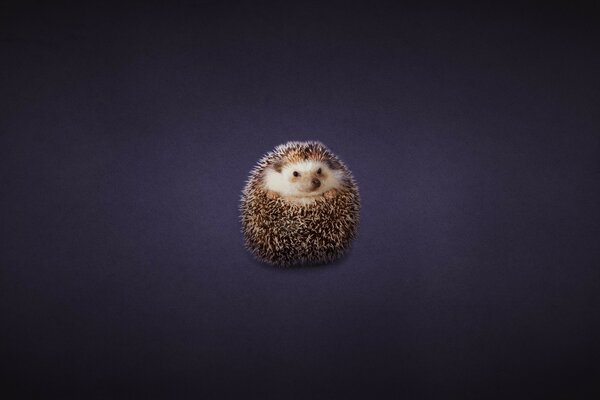 Ein Igel in Form einer Kugel auf einem dunklen Hintergrund