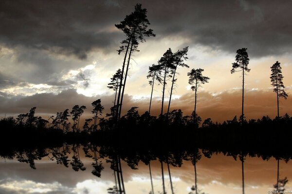 Arbres près de la rivière de nuit