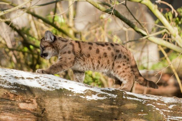 Dziki kot puma Cub