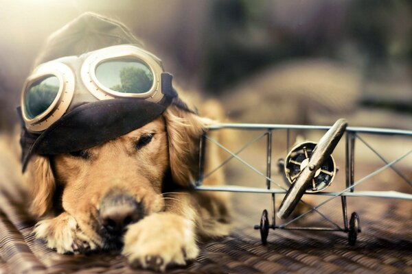 Un perro yace junto a un avión con gafas