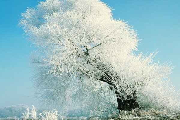 Árbol en escarcha en el campo