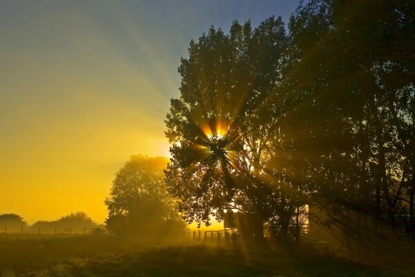 Sonnenaufgänge durch die Äste eines Baumes