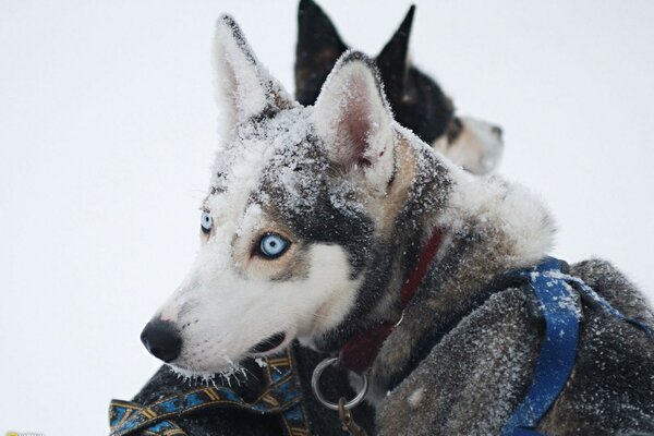 Perros Husky en invierno en la nieve