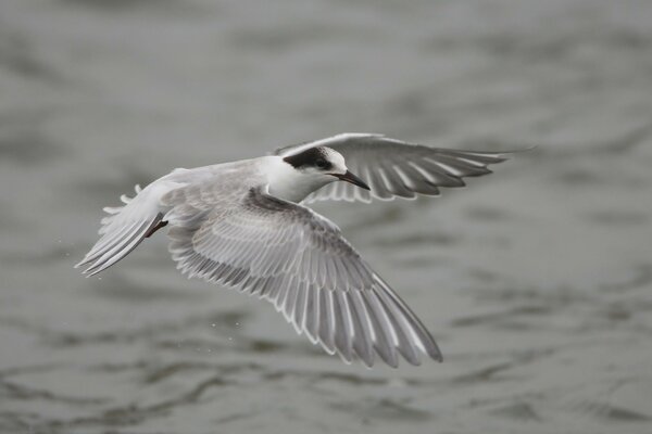 The seagull flies with a large wingspan