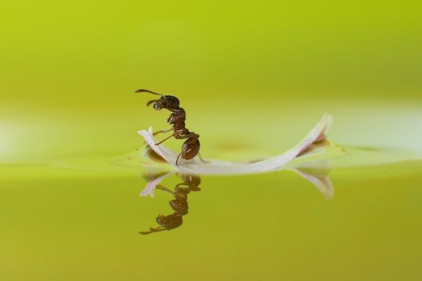 Macro cattura della formica del navigatore