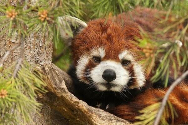 Red panda on a tree