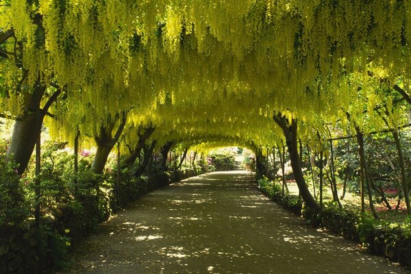 Alley nature road wallpaper