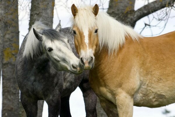 A pair of horses on a background of trees