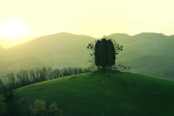 Bel arbre au milieu du champ